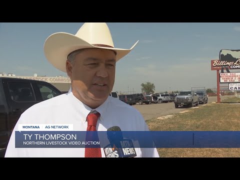 Cattle Sell Strong in Northern Livestock Video Summertime Classic