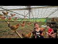 Single Mother Goes Into The Forest To Cut Bamboo Makes A Coop For 200 Chickens Ly Thi Hoai
