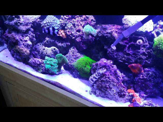 Feeding Snowflake Eel 90 Gallon Reef tank