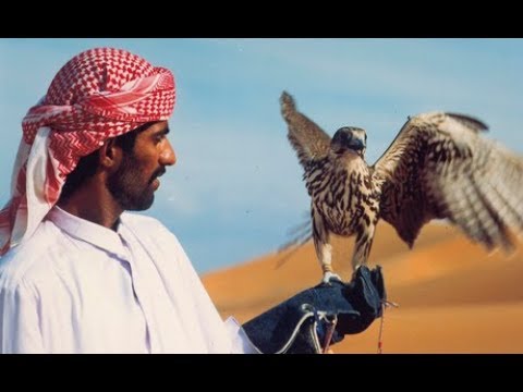 [Doku HD] Falkenjagd in Abu Dhabi