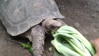 preview picture of video 'Asian forest tortoise (Manouria emys) feed'