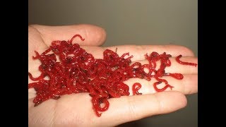 Как выращивает мотыль для рыбалки