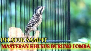 Download lagu Masteran Pelatuk sampit Gacor | Pelatuk beras nembak panjang kasar ‼ mp3 Download lagu Masteran Pelatuk sampit Gacor | Pelatuk beras nembak panjang kasar ‼ mp3