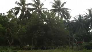 preview picture of video 'Man Free Climbs a Coconut Tree  - Bacong Philippines'