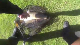 Surface Angling for Large Carp