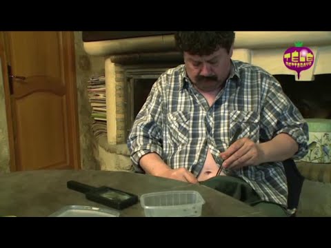 Insectes à la consommation - Groland - CANAL+