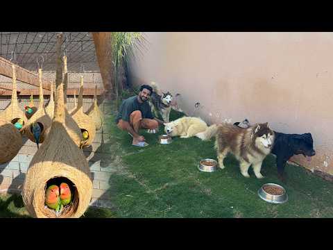 AJ Master Cage Main Nests Lga Diye😍Dogs ko Bhair Shift Kr Diya❤️