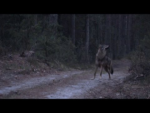 Nahbegegnung eines verletzten Wolfs mit einem Menschen