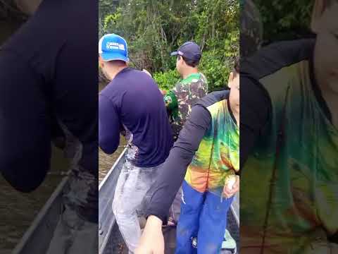 trairão río juruena Mato  Grosso  8 k