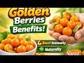 Golden Berries Benefits Boost Immunity Natural Antimicrobial Power Yaraz Y