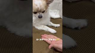 ぎんイライラ‼️#shorts #犬 #犬のいる生活 #犬との暮らし #犬のいる暮らし #いぬ #いぬすたぐらむ #いぬのいる生活 #いぬのきもち #チワワ #子犬 #愛犬 #dog #癒し
