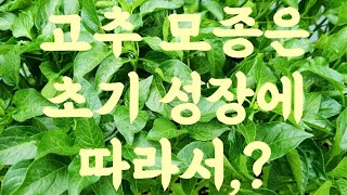 #고추 모종 심는방법 #고추,초기 성장에 따라서 고추 열리는 것이 달라진다