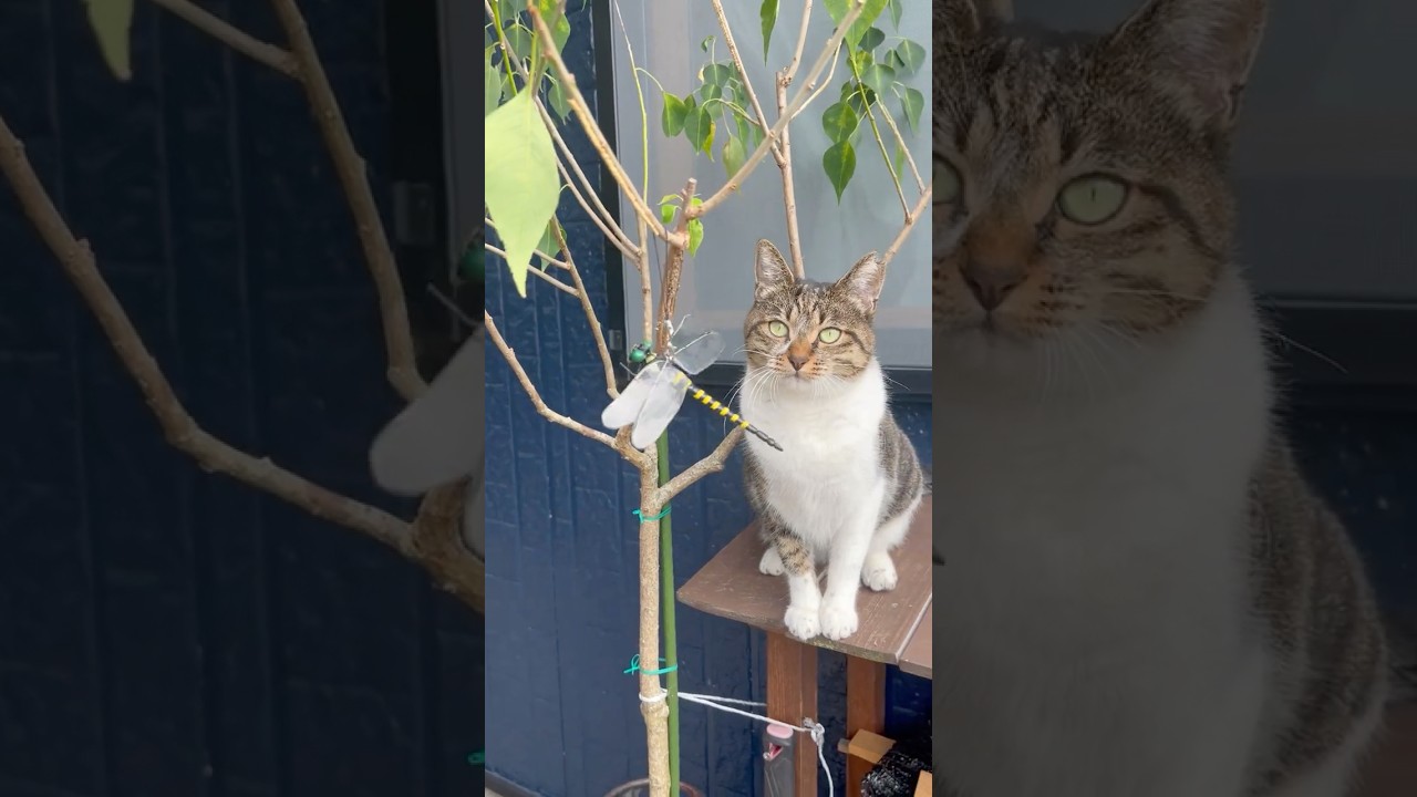 外猫はオニヤンマ君には騙されない