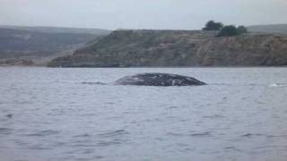 preview picture of video 'Kayaking with a Gray  Whale in Tomales Bay'
