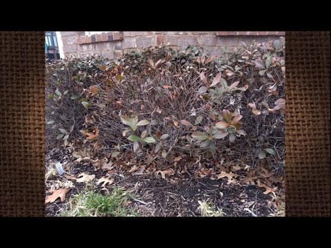 Q&A -- Why are my Indian Hawthorns becoming bare?