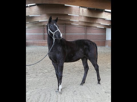 OL HF "Fürst Veyron" v. Fürstenlook/K2, Januar 2018, for sale