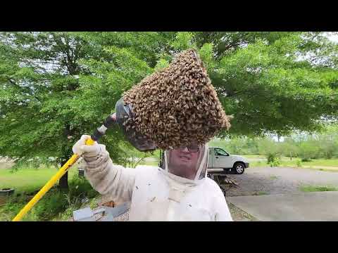 Scoop and score swarm catch!  The safest, easiest way i catch swarms.  #beekeeper #beekeeping