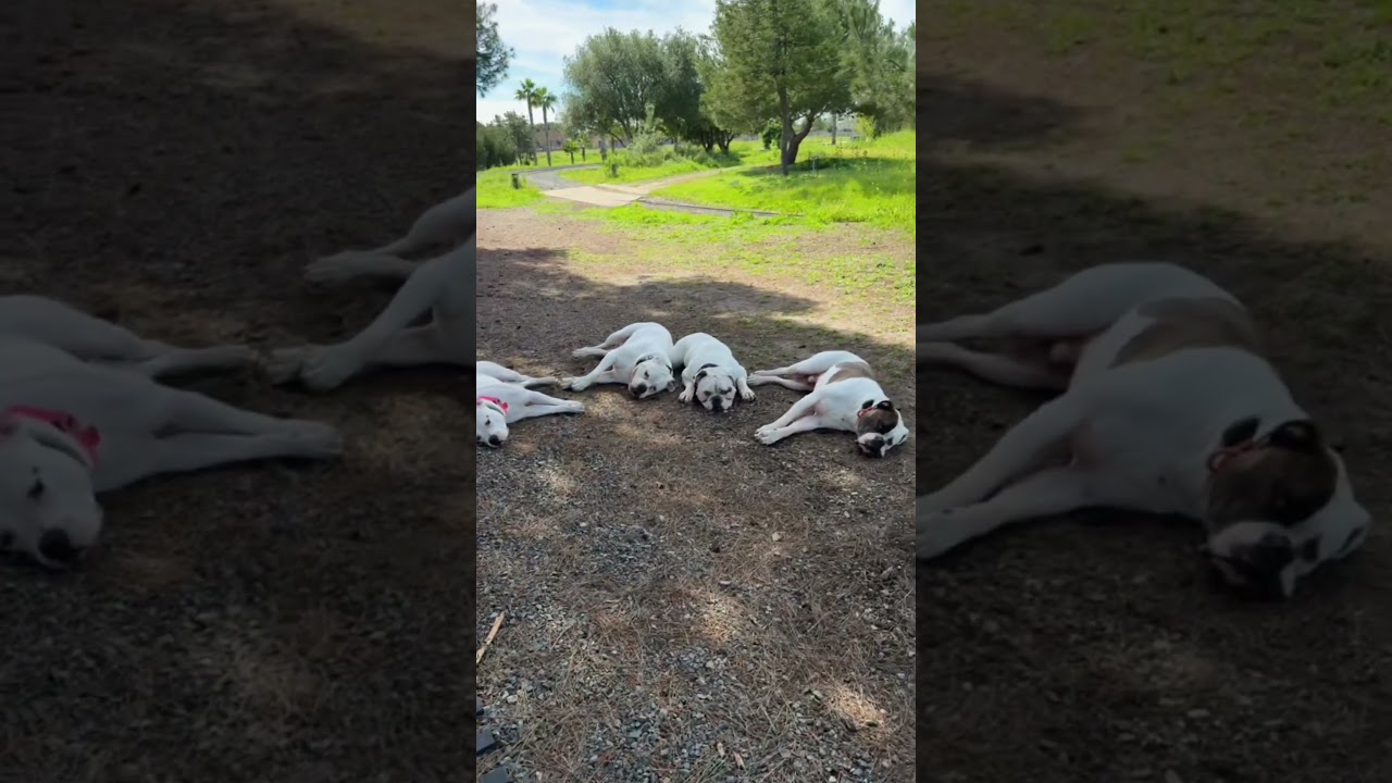 Enlarge Roller Derby, a Adoptable mixed breed in Los Angeles, CA video 2/6