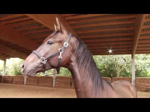 Klippensprung  von Lossow