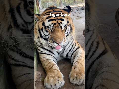 Tiger Core #animalshorts #cute #animal #tiger