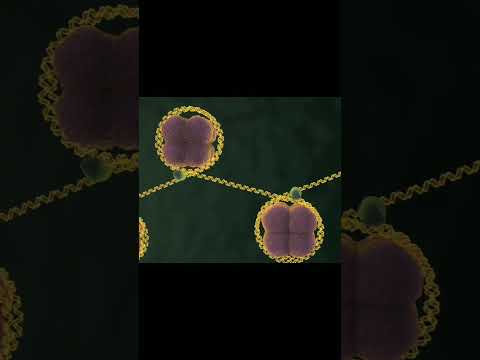 DNA structure and chromosome#biology#cellanatomy