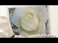 Белая роза, символ вечной любви, 