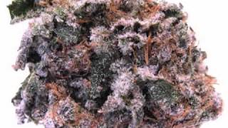 Aesop Rock - Commencement At The Obedience Academy (Original Version)