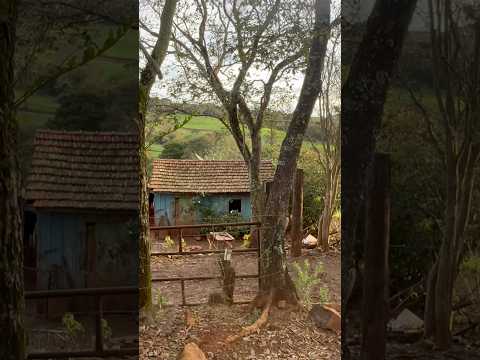 Interior do estado do Paraná Ivaiporã. #roca #sitio
