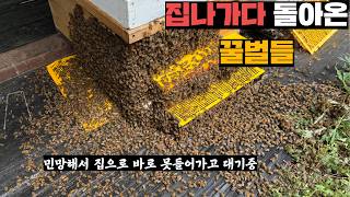 집나가는데 여왕벌이 안나와서 다시 집으로 돌아온 꿀벌뭉치