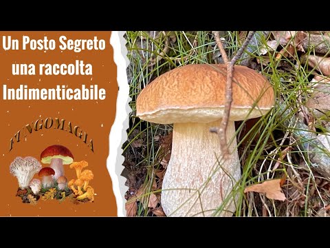 Funghi porcini 2025 - Un posto segreto, una raccolta indimenticabile - funghi 2025