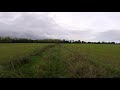 Petit épagneul De Münster En Action De Chasse Sur Faisan