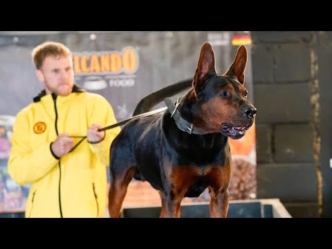 Chinese red Dog Douglas 8 months old foundation bite work