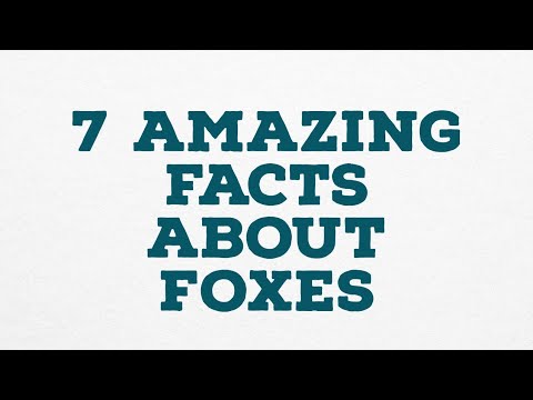7 AMAZING FACTS ABOUT FOXES