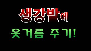 [텃밭농부.734]  생강밭에 웃거름 주기 #생강재배