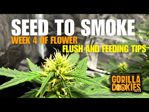 Seed to Smoke: Gorilla Cookies Autoflower Week 4 | Flushing, Feeding, & Light Adjustments
