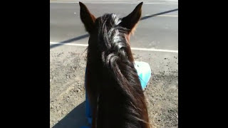 Dealing with Horse spooks on the trail - Helping a horse learn - Rick Gore Horsemanshipl