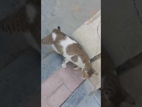 Real & Rare -3 (Sunil Bastakoti)