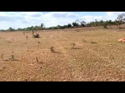 Fazenda no Mato Grosso, Região de Guiratinga/MT. Área 3.000 há #soja #milho #pecuaria #agronegocio