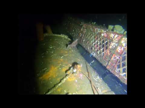 Mike’s Beach Resort night dive 6/26/21