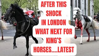 ALL THE  KINGS HORSES - LATEST NEWS UPDATE #royal #royalfamily #britishroyalfamily