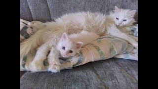 Van Kedisi Anne şefkatı  (The Turkish Van Cat affection)