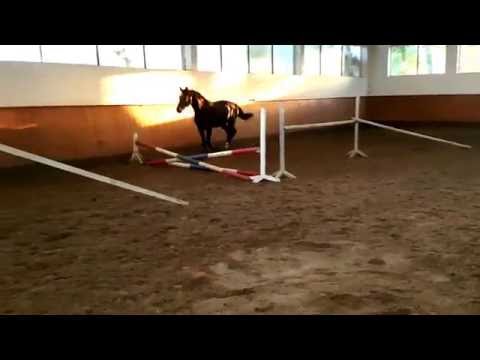 Hengst Cumulus von Cascavelle NT