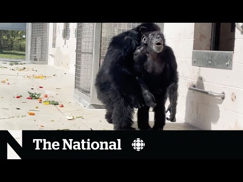 처음 하늘을 본 침팬치 반응