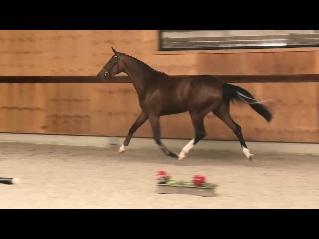 gaits