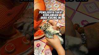 Download lagu Jantung anak kucing berhenti berdetak mp3