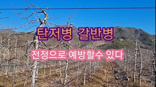 탄저병 갈반병 전정으로 예방하자