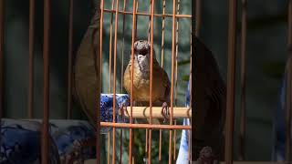 Download lagu Wambi Mini Gacor mp3 Download lagu Wambi Mini Gacor mp3