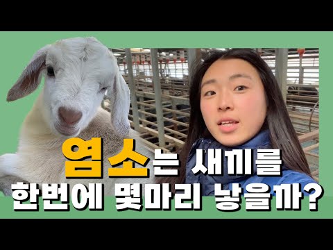 , title : '염소는 새끼를 한번에 몇마리 낳을까? 우리 농장의 역대급 출산!!!!'