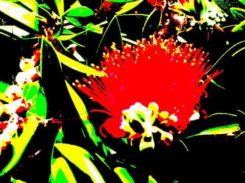 Fine by Kalapu Kafataha 'o Aotearoa