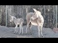 DZCA Welcomes First Critically Endangered Somali Wild Ass Foal